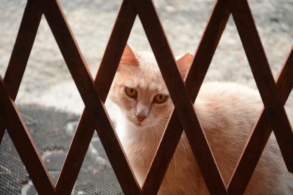 Amarakos Guesthouse Λειτουργεί Υπό Νέα Διεύθυνση Kato Akourdalia Bagian luar foto